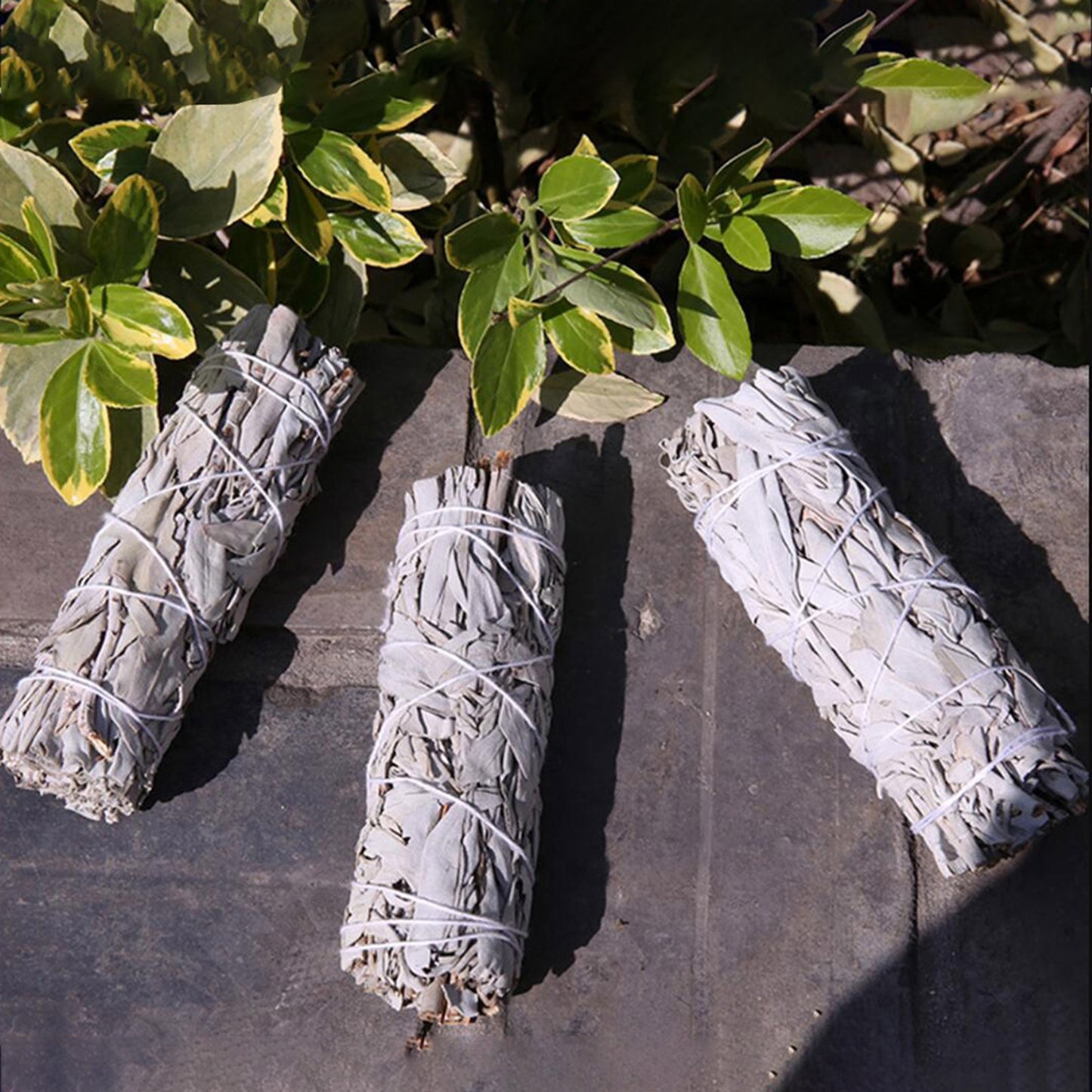 White Sage Bundle | Smudging Stick for Aura Cleansing, Divination Practice