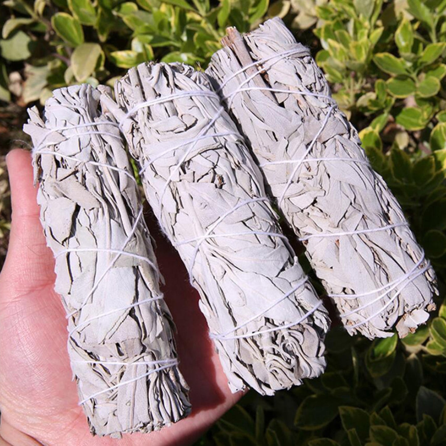 White Sage Bundle | Smudging Stick for Aura Cleansing, Divination Practice
